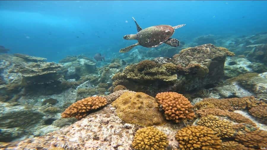 "Curieuse and St-Pierre Island Adventure: with Creole, BBQ - St. Pierre Island Snorkeling: Reefs, Granite Boulders, and a Sea-Condition Plan