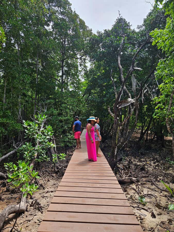 "Curieuse and St-Pierre Island Adventure: with Creole, BBQ - The Mangrove Nature Trail: Great Views, Uneven Ground to Plan For