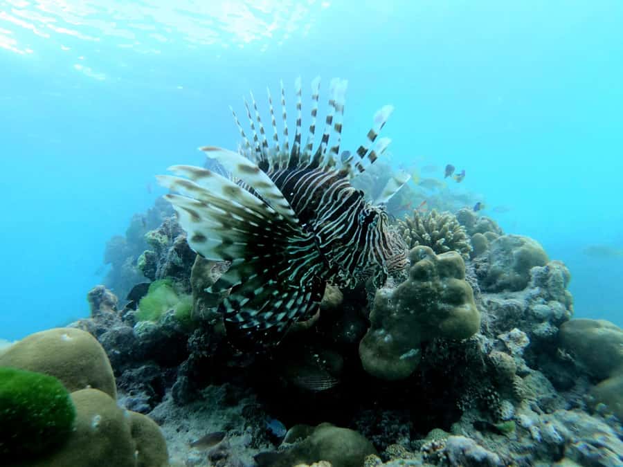 Curieuse and St Pierre Snorkeling Half-Day Trip No BBQ Lunch - Key highlights worth your attention