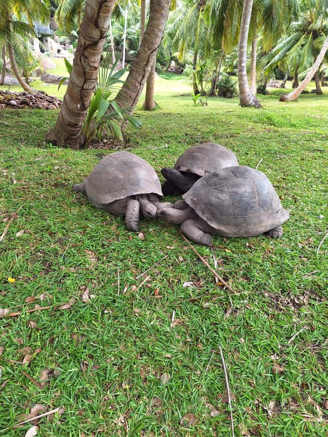 Curieuse and St Pierre Snorkeling Half-Day Trip No BBQ Lunch - Price and value: is $53 worth it for this half-day?