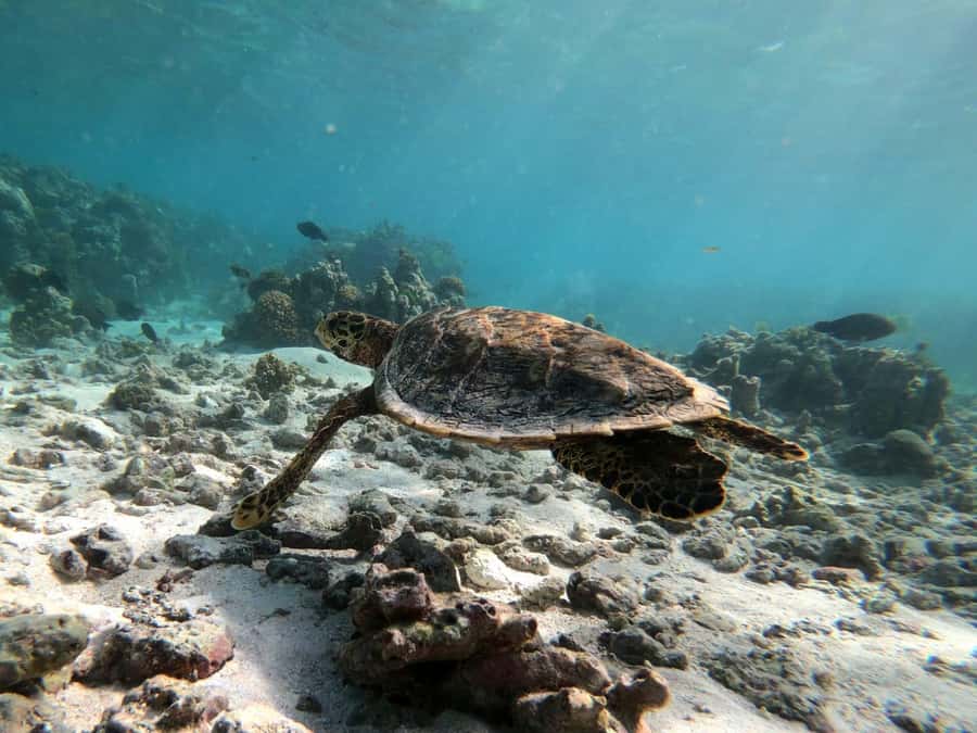 Curieuse and St Pierre Snorkeling Half-Day Trip No BBQ Lunch - Should you book it? My decision checklist