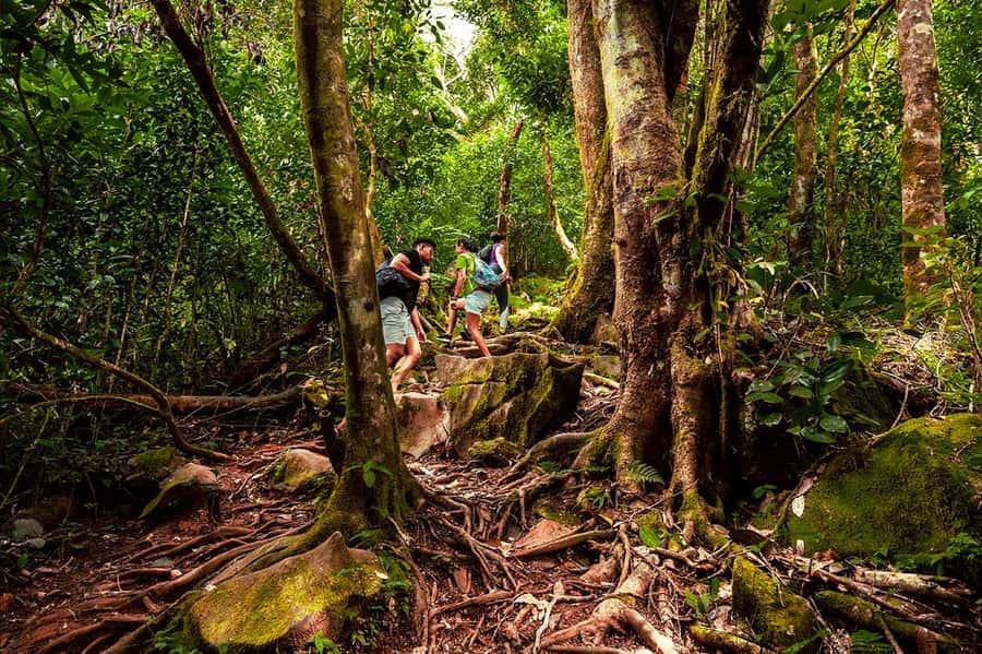 From Mahe: Guided Nature Trail Walk to Morne Blanc - Morne Blanc From Tea Plantation Roots to Mist Forests