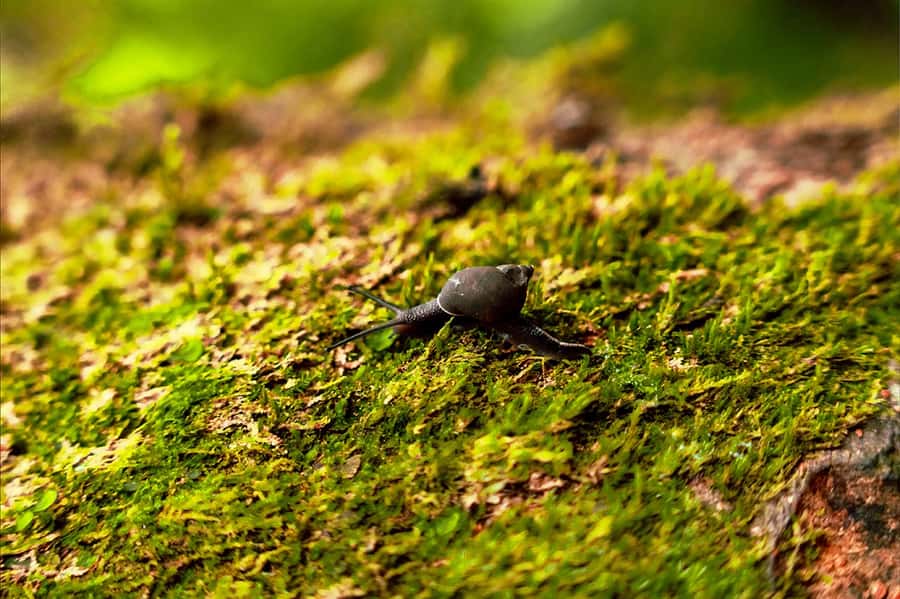 From Mahe: Guided Nature Trail Walk to Morne Blanc - Cinnamon forest to mist forest: why the vegetation shift matters