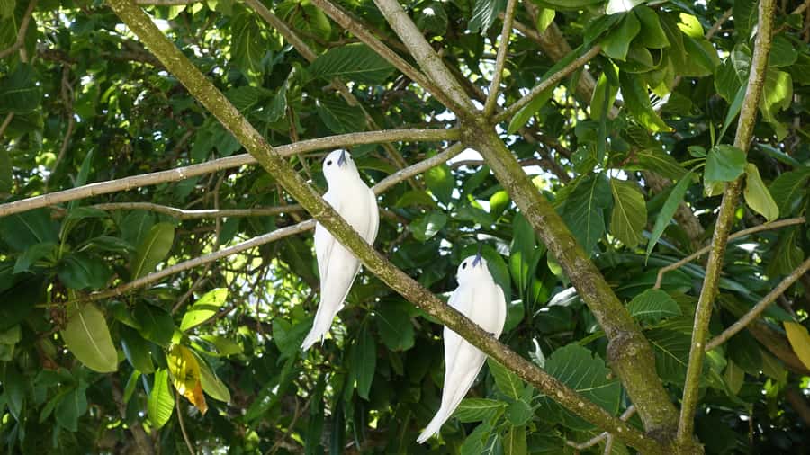 From Praslin: Cousin, Curieuse & St Pierre Islands Day Tour - The 30-minute Curieuse boat ride, and how tortoises become the main event