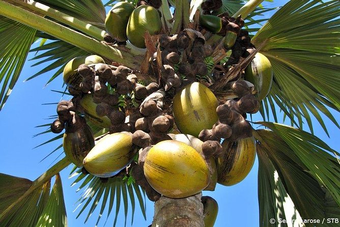 Full Day Discovery Tour of Vallee de Mai and Anse Lazio on Praslin Island - Key highlights you will actually feel on the day
