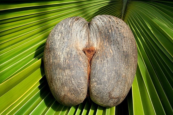 Full Day Discovery Tour of Vallee de Mai and Anse Lazio on Praslin Island - Vallee de Mai Nature Reserve: Where the Coco de mer Story Starts