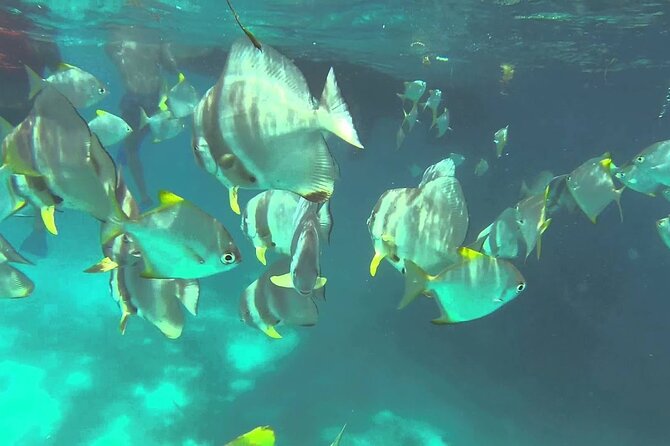 Full Day Reef Safari at St Anne Marine Park Seychelles - From Mahé to the Sainte-Anne reef, in about 7 hours
