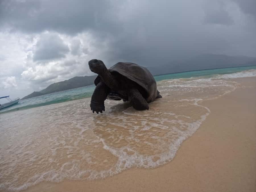 Island Adventure Cousin, Curieuse & St Pierre with BBQ Bliss - The bottom line: should you book it?