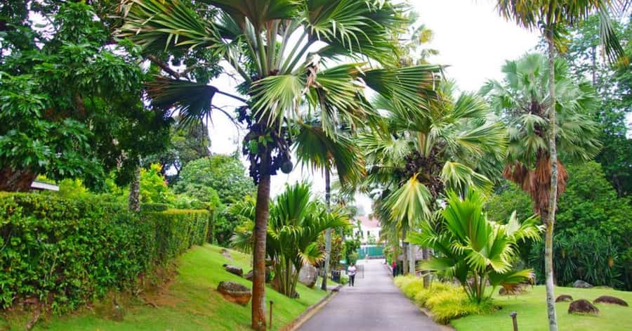Mahé: Private Customizable Full-Day Tour with Hotel Pickup - Seychelles National Botanical Gardens, where the island’s weird plants become real