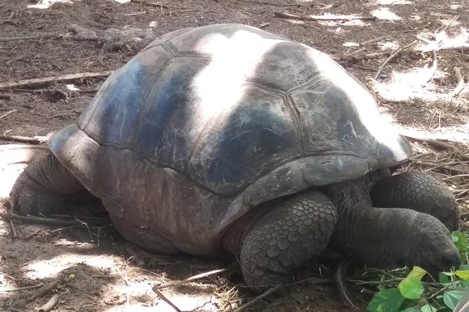 Mahe Private full day tour - Stop 2 on Mahe Island: tortoises, Cocos de mer, beaches, and viewpoints