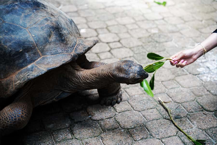 Mahé: Saint-Anne Marine Park and Moyenne Island Cruise - Price and value: what $166 includes, and what extra can appear