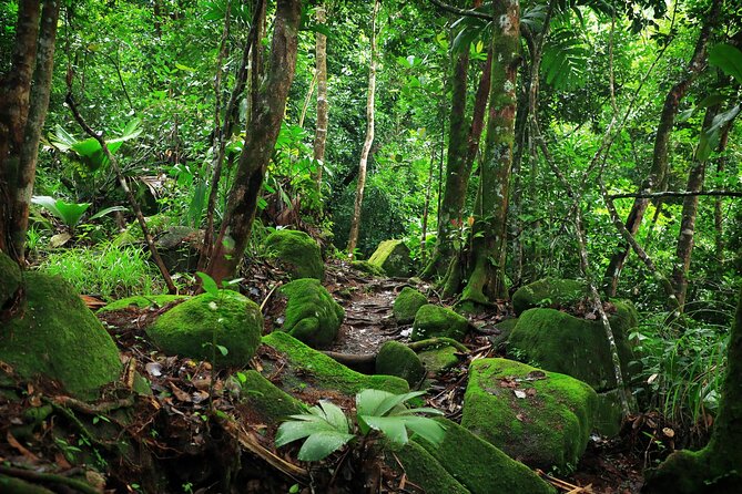 Nature trail - Morne Blanc (Mahe) - Tea Tavern Glacis nature trail: the easy warm-up that sets the tone