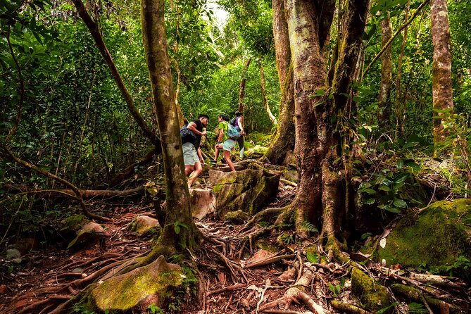 Nature trail - Morne Blanc (Mahe) - The viewing platform: where the West and South views land