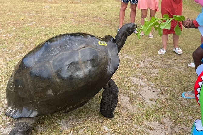 Omnibus service in Seychelles - How the Pricing Works for Groups (And When It Feels Like a Bargain)