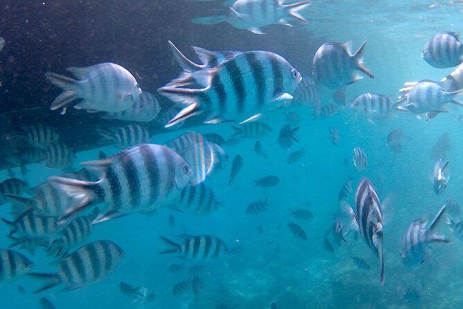Praslin Curieuse, St Pierre &AnseLafarine fullday trip CreoleBBQ - Creole BBQ at 12:30: lunch with drinks, not just a snack