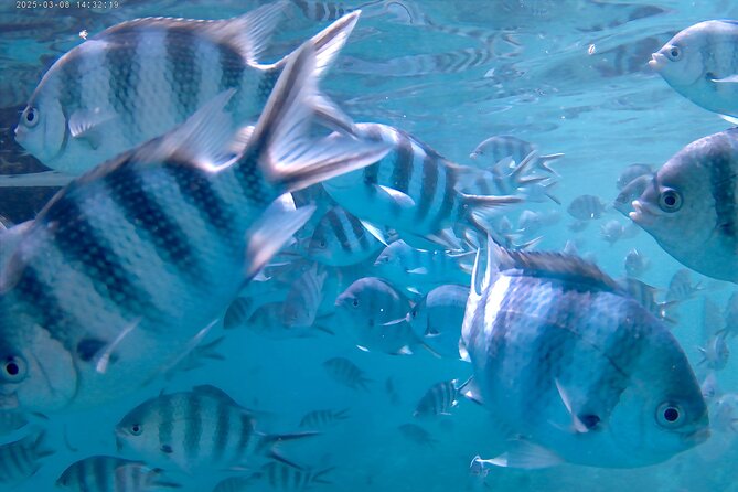 Praslin Curieuse, St Pierre &AnseLafarine fullday trip CreoleBBQ - St Pierre snorkeling from 2:00 pm: clear water and fish spotting