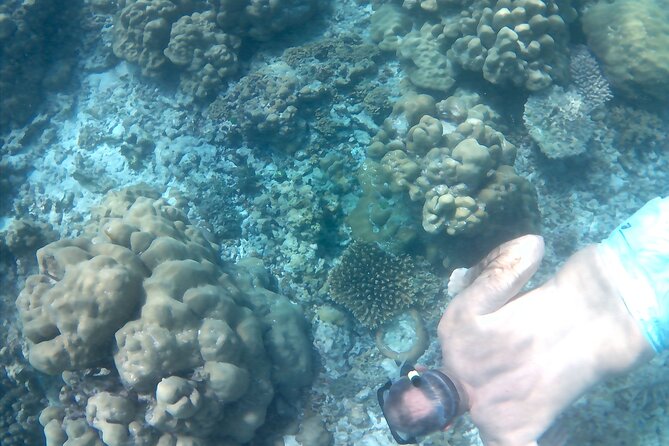 Praslin Curieuse, St Pierre &AnseLafarine fullday trip CreoleBBQ - Anse Lafarine late-day snorkeling: more sea time plus small soft drinks