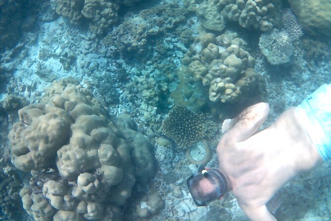 Praslin Curieuse, St Pierre &AnseLafarine fullday trip CreoleBBQ - Guide and safety: what the Mario-led feedback tells you