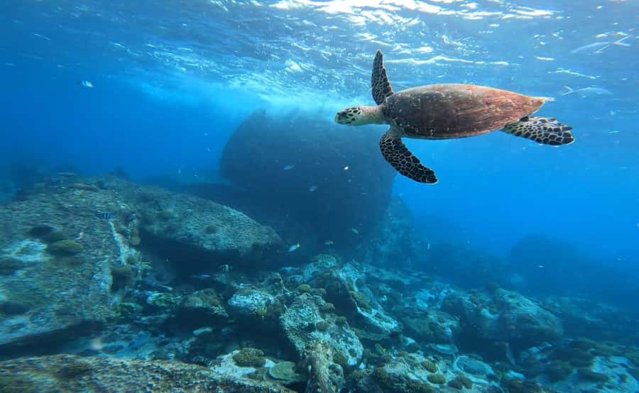 Praslin: Curieuse & St-Pierre Boat Adventure with Snorkeling - What to Bring for a Comfortable, Low-Stress Day