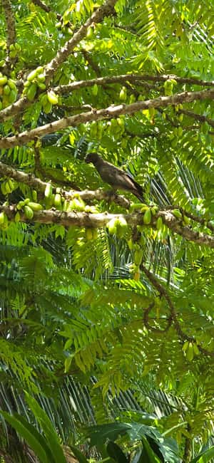 Praslin:Private Tour ValleDeMai,CoteD'orMuseum & AnseLazio - Key highlights