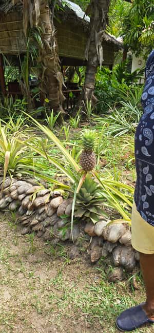 Praslin:Private Tour ValleDeMai,CoteD'orMuseum & AnseLazio - Picking up, timing it right, and what the day feels like