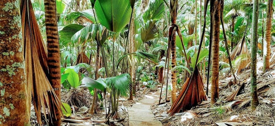 Praslin: Vallée de Mai and Anse Lazio Beach Full-day Tour - Coco de mer palms: why this reserve is more than a photo stop