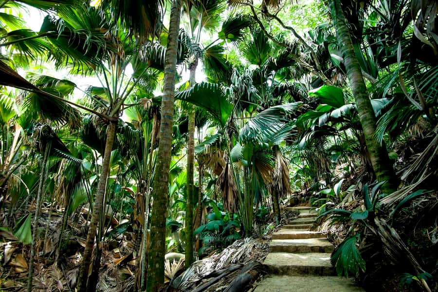 Praslin: Vallee de Mai Guided Hike with Transfer - The Coco de Mer stop: big fruit, big stories
