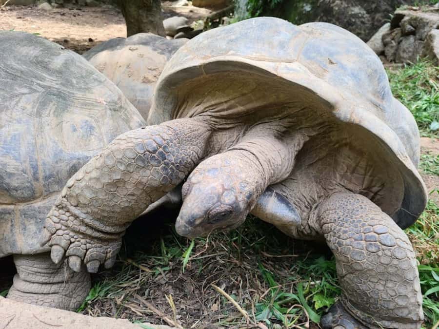 Seychelles: Full Day Private Tour in Mahe (1 to 5 Person) - The value of a private 7-hour loop on Mahé