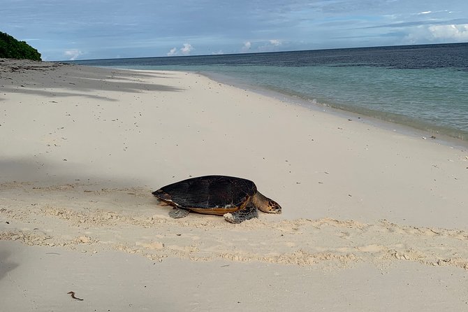 Seychelles Island Tour (PRIVATE 4 hours or 8 Hours) - Timing, weather, and why holidays can change everything