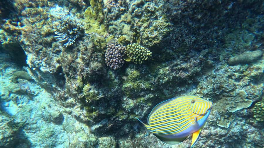 Snorkeling St-Pierre Marine Park and Anse Petite Cour - Quick Snapshot of the St-Pierre and Anse Petite Cours tour