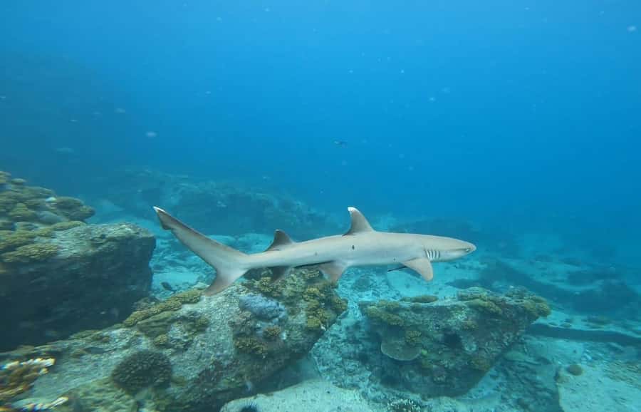 Snorkeling St-Pierre Marine Park and Anse Petite Cour - Price and value: what $106 buys you in real life