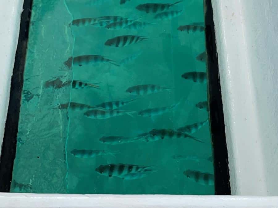 St. Anne Marine Park, Moyenne & Cerf Island Tour with Lunch - Should you book the St. Anne, Moyenne and Cerf tour?