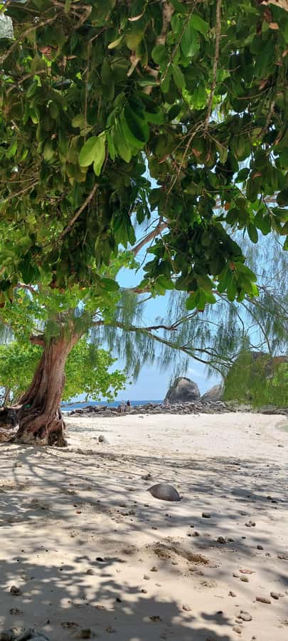 Tour Mahe Seychelles your way. Victoria national park beache - Theresa islands and scenic stops that connect the dots