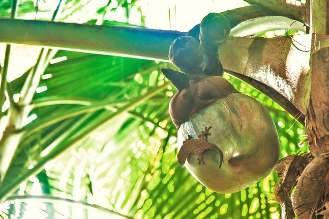 Vallee de Mai Tour (From Praslin) - Vallée de Mai at 9:00 am: what your morning walk feels like