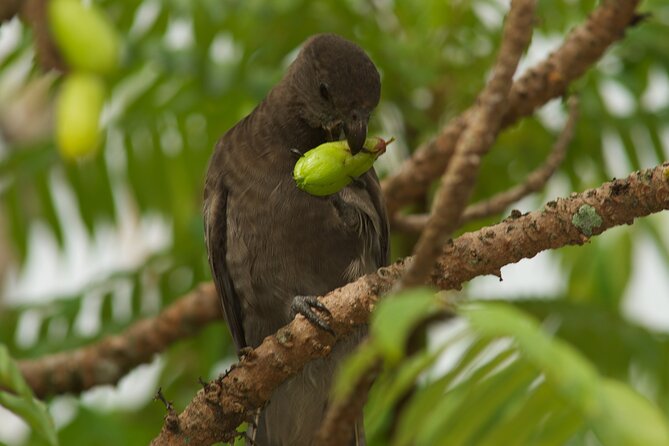Vallee de Mai Tour (From Praslin) - Six endemic palm species in one protected UNESCO forest