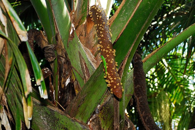 Vallee de Mai Tour (From Praslin) - Mobile ticket and confirmation: keep it easy, keep it ready